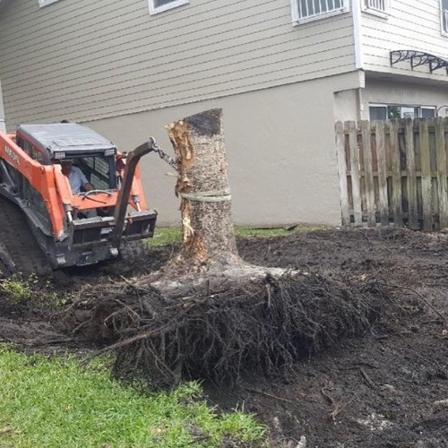 Tree Trimming | Distinctive Property Maintenance 