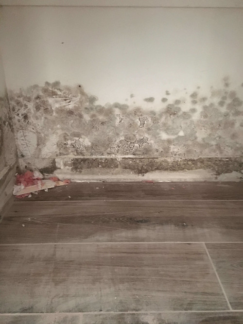 Mold Remediation | Airs 