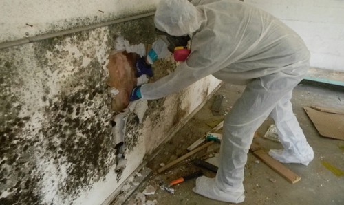 Mold Remediation | the Mold Pros 