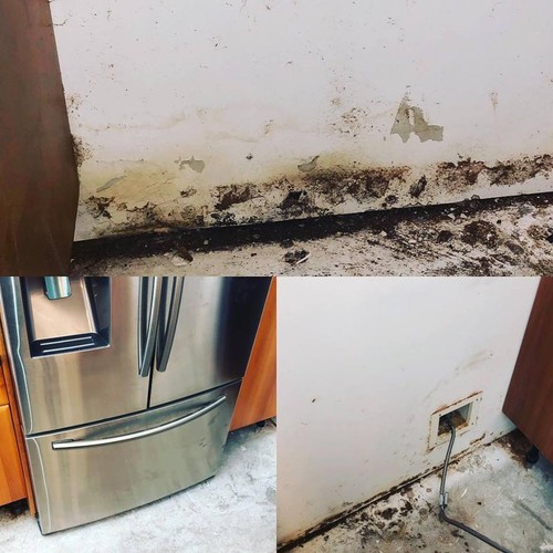 Mold Remediation & Leak Detection | Oasis Solutions of Florida 